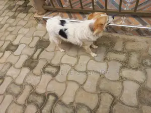 3-6 months Male Purebred Japanese Chin