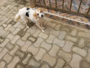 3-6 months Male Purebred Japanese Chin