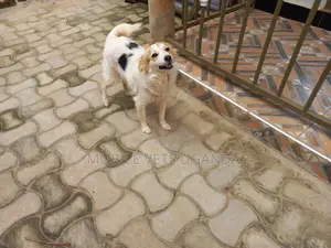 1+ year Male Purebred Japanese Chin