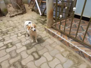 6-12 months Male Purebred Japanese Chin