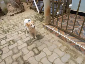 3-6 months Female Purebred Jack Russell Terrier