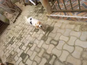 3-6 months Female Purebred Japanese Chin