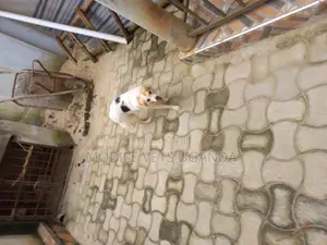 3-6 months Male Purebred Jack Russell Terrier