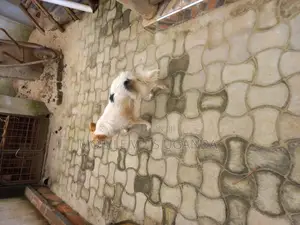 6-12 months Female Purebred Japanese Spitz