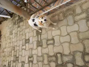 3-6 months Male Purebred Jack Russell Terrier