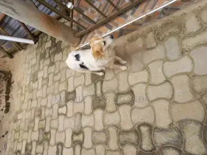 6-12 months Male Purebred Japanese Chin