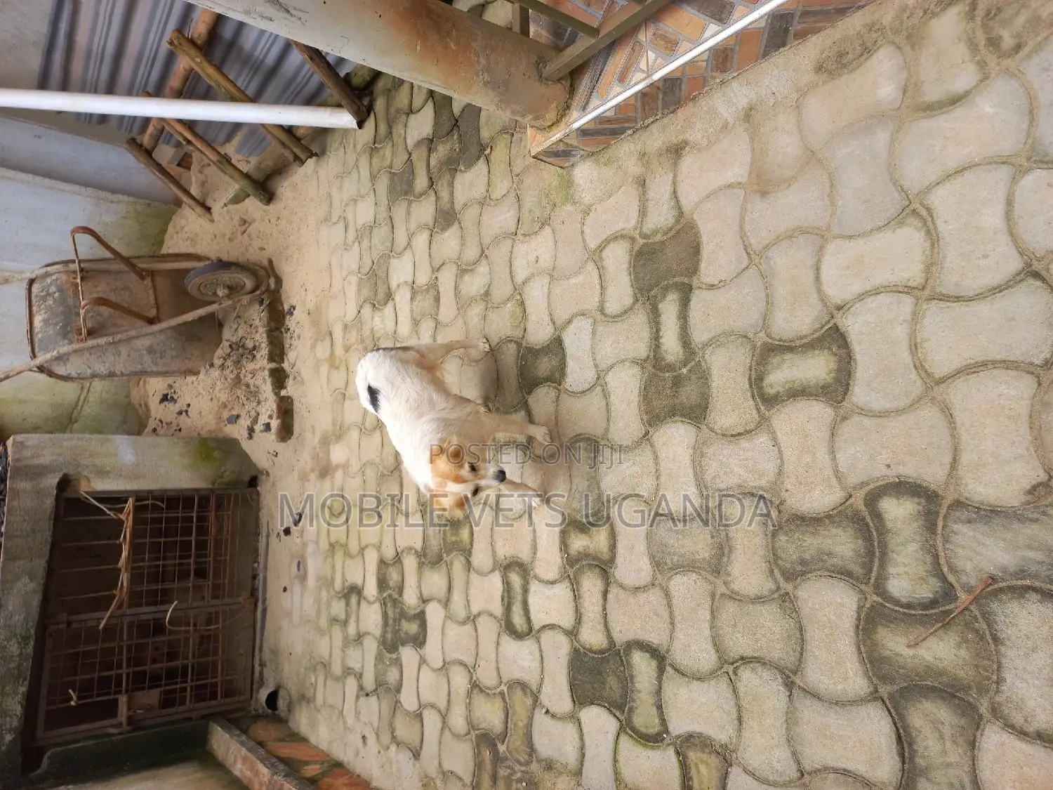 3-6 months Male Purebred Jack Russell Terrier