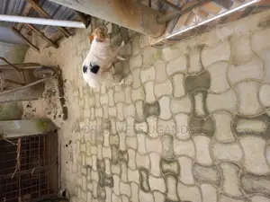 1+ year Female Purebred Japanese Spitz