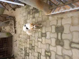 6-12 months Male Purebred Japanese Chin