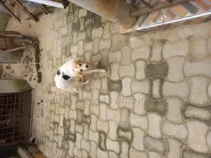 1+ year Female Purebred Japanese Spitz