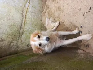 1-3 months Female Purebred Japanese Spitz
