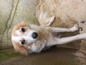 6-12 months Female Purebred Japanese Chin