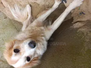 1+ year Male Purebred Jack Russell Terrier