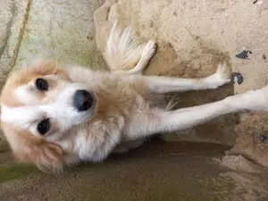 3-6 months Male Purebred Jack Russell Terrier