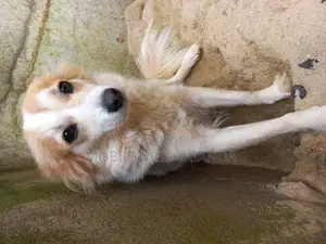 1+ year Male Purebred Jack Russell Terrier