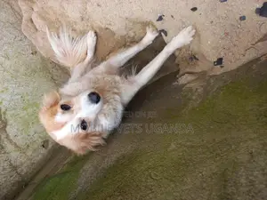 1+ year Female Purebred Japanese Spitz