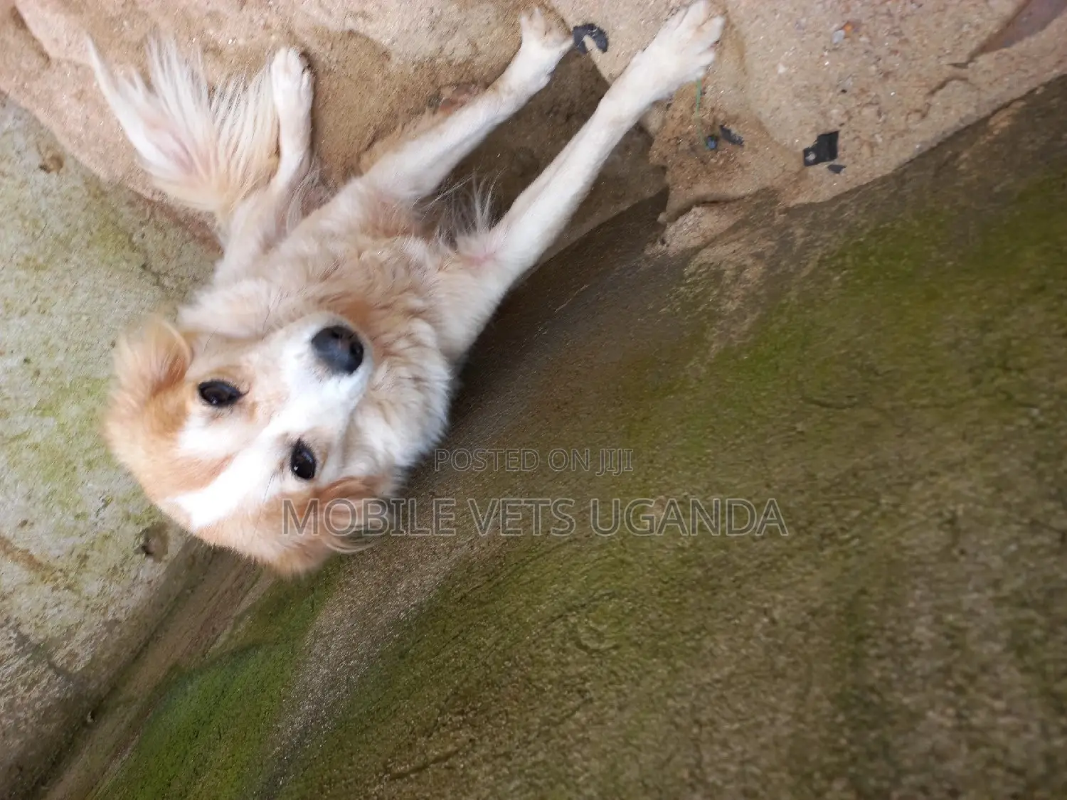 6-12 months Male Purebred Japanese Spitz