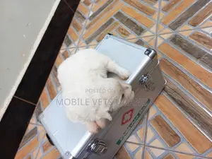 1-3 months Female Purebred Maltese