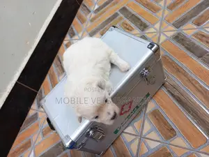 1-3 months Male Purebred Maltese