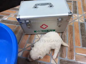 1-3 months Female Purebred Maltese