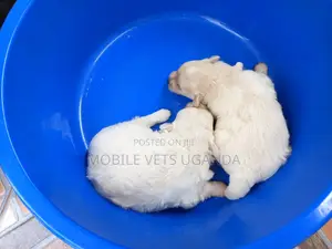 0-1 month Female Purebred Maltese