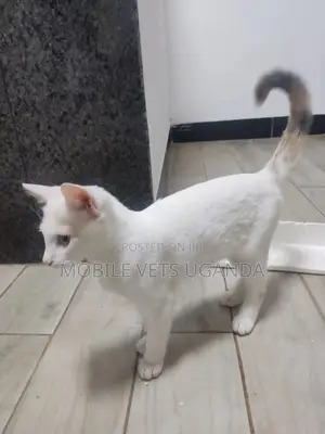3-6 months Female Purebred American Bobtail