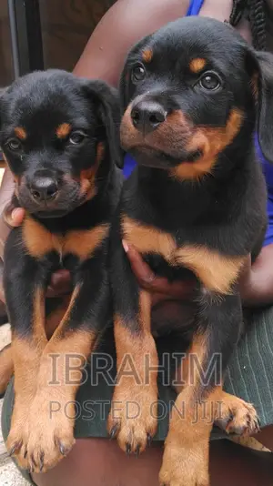 1-3 months Male Purebred Rottweiler