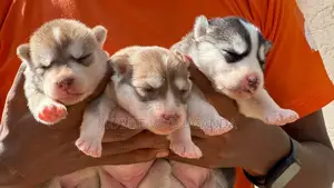 1-3 months Male Purebred Siberian Husky