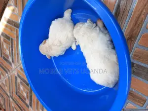 0-1 month Male Purebred Maltese