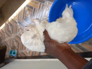 1-3 months Female Purebred Maltese