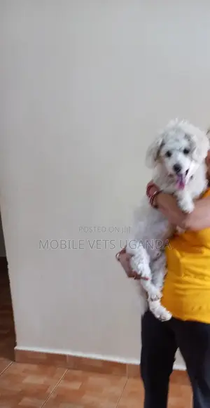 6-12 months Female Purebred Maltese