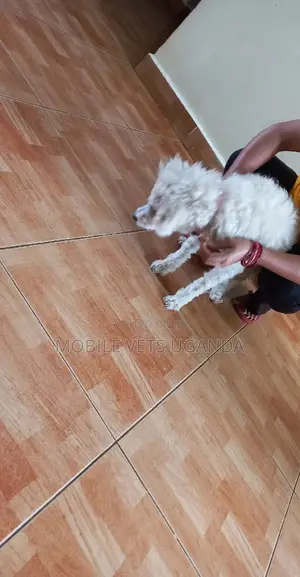 6-12 months Male Purebred Maltese