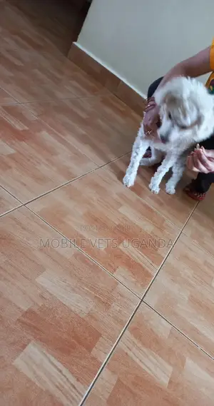 1+ year Male Purebred Maltese