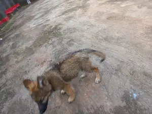 1-3 months Female Purebred German Shepherd