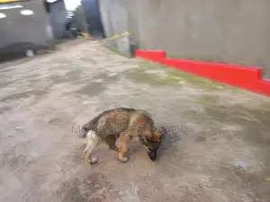 0-1 month Male Purebred German Shepherd