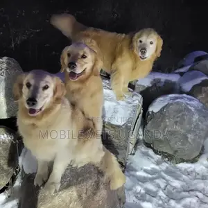 6-12 months Male Purebred Golden Retriever