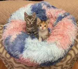 1-3 months Male Purebred Bengal