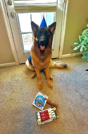 6-12 months Female Purebred German Shepherd