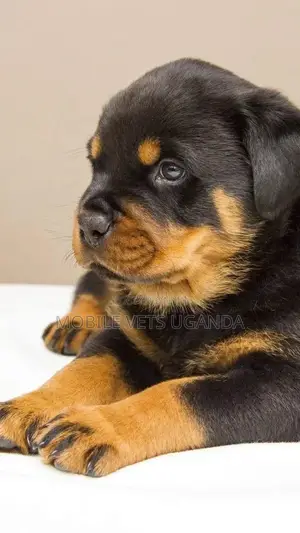1-3 months Male Purebred Rottweiler