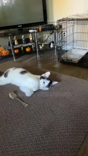 3-6 months Female Purebred American Wirehair