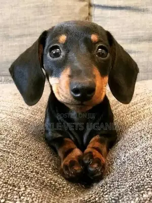3-6 months Female Purebred Dachshund