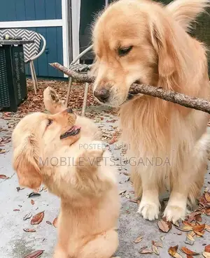 6-12 months Male Purebred Golden Retriever