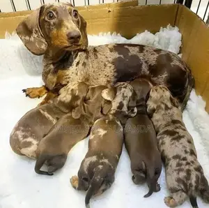 3-6 months Male Purebred Dachshund