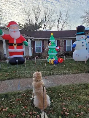 6-12 months Female Purebred Golden Retriever