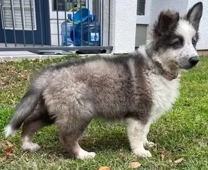 3-6 months Male Purebred Siberian Husky