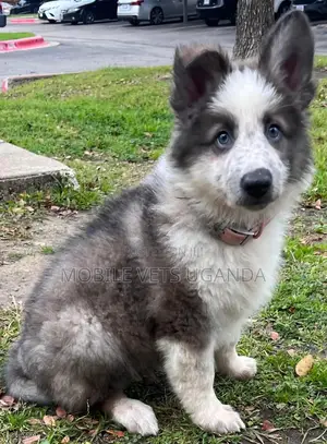 1-3 months Male Purebred Siberian Husky