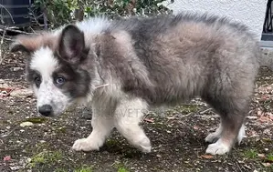 3-6 months Female Purebred Siberian Husky