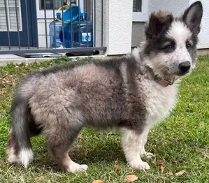 1-3 months Female Purebred Siberian Husky
