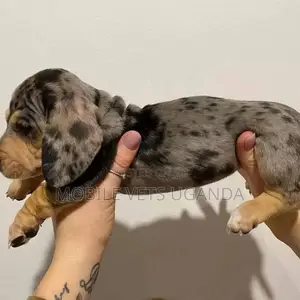 1-3 months Male Purebred Dachshund