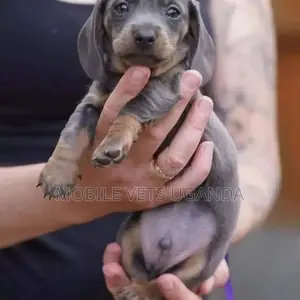 1-3 months Female Purebred Dachshund